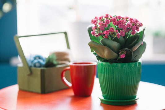 5 Reasons Indoor Plants Make Your Home Happier