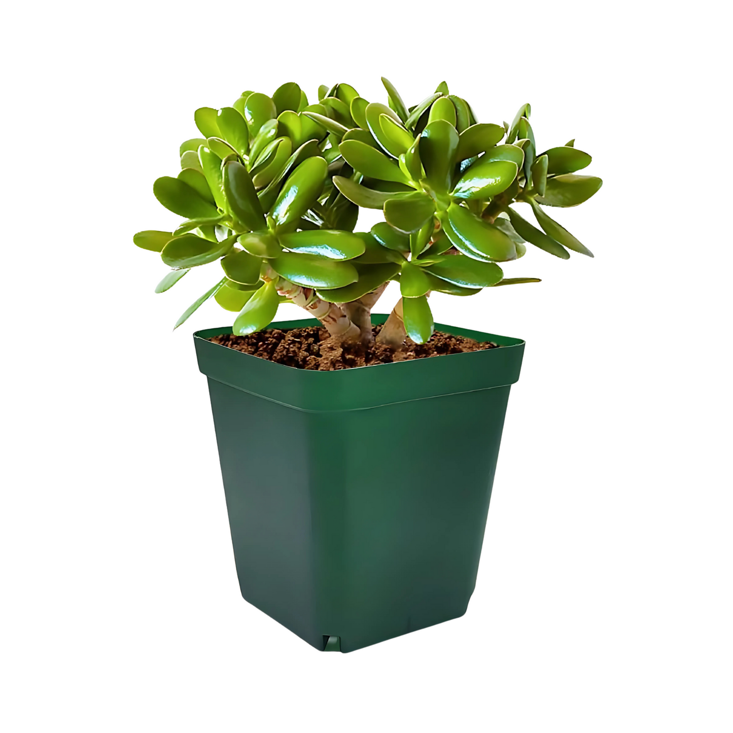 Plastic Nursery Pots for Seedlings Succulents Cactus Plants Reusable Planters