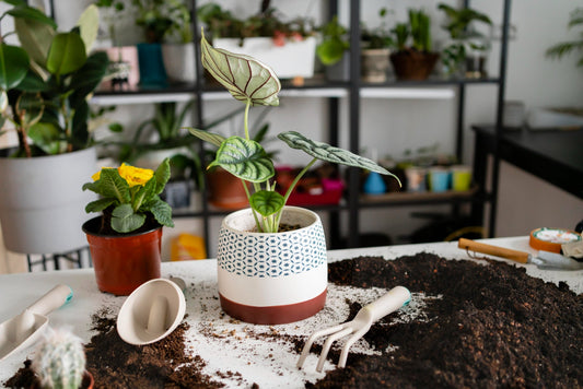 Choosing the Perfect Planter for Your Plants