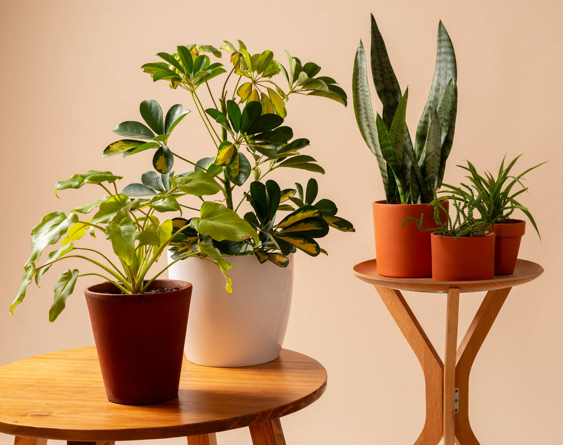 5 Easy Indoor Plants That Thrive in Stylish Planters