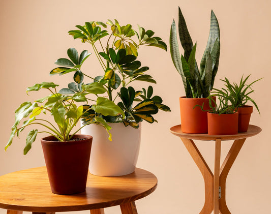 5 Easy Indoor Plants That Thrive in Stylish Planters
